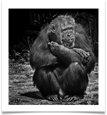 CHIMPANZEE - Des Hawley CHIMPANZEE - Des Hawley